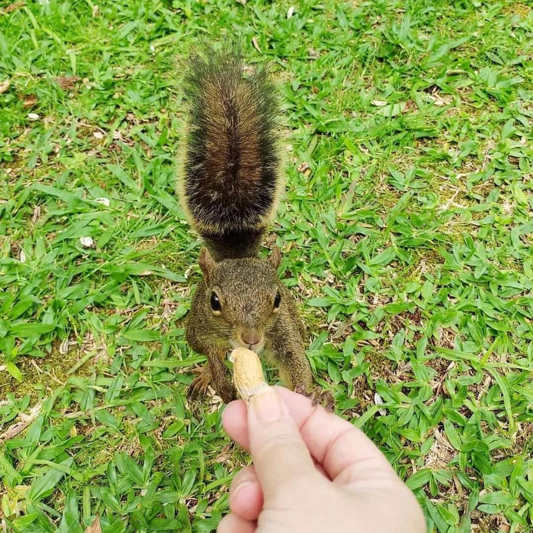 Hotel Pousada Paraiso Das Araucarias Monte Verde  Zewnętrze zdjęcie